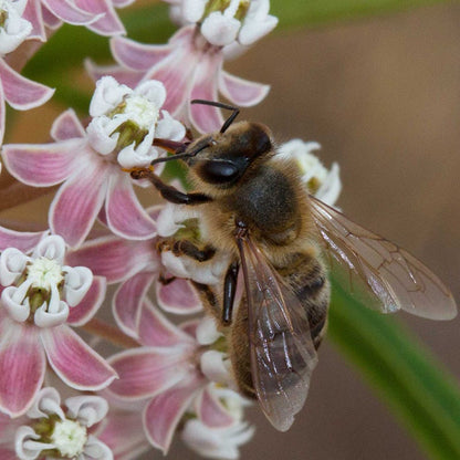 California Narrow Leaf Milkweed