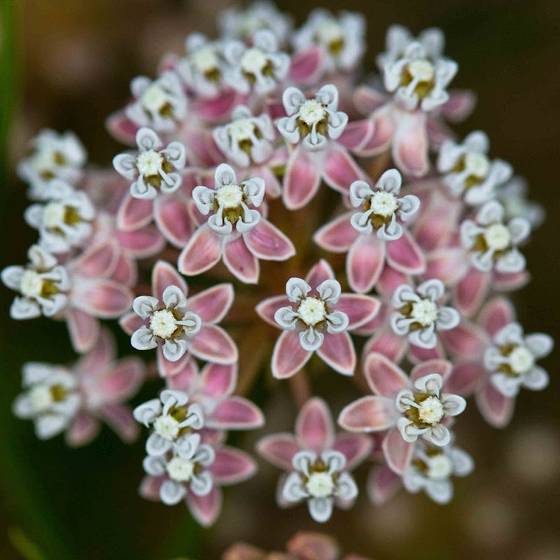 California Narrow Leaf Milkweed