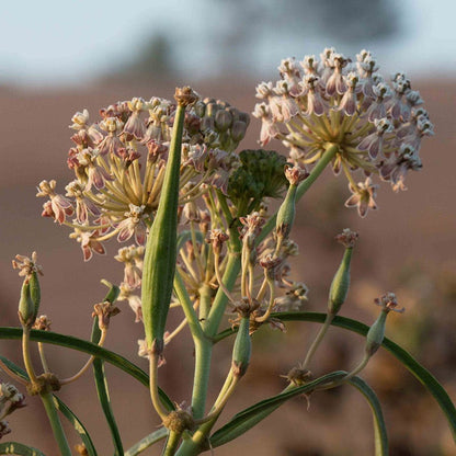 California Narrow Leaf Milkweed