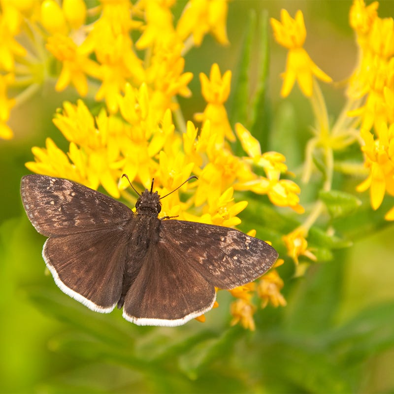 High Country Gardens Asclepias tuberosa Butterfly Weed - Thumbnail 3