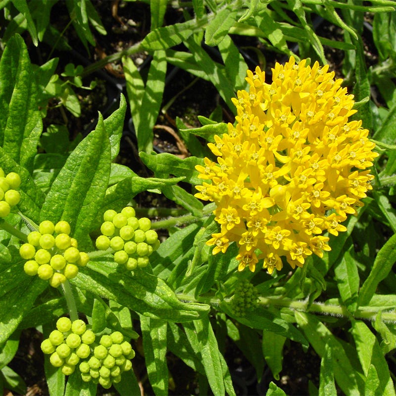 High Country Gardens Asclepias tuberosa Butterfly Weed