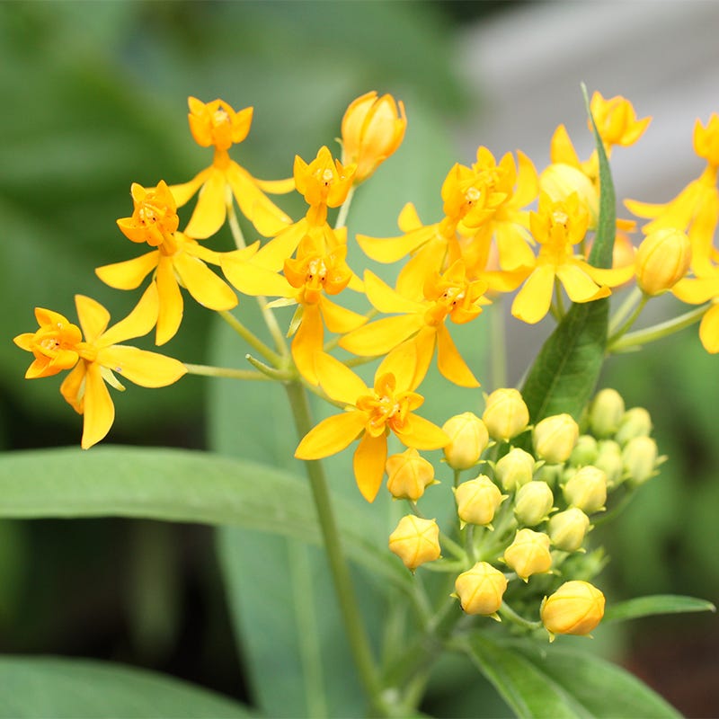 High Country Gardens Asclepias tuberosa Butterfly Weed - Thumbnail 2