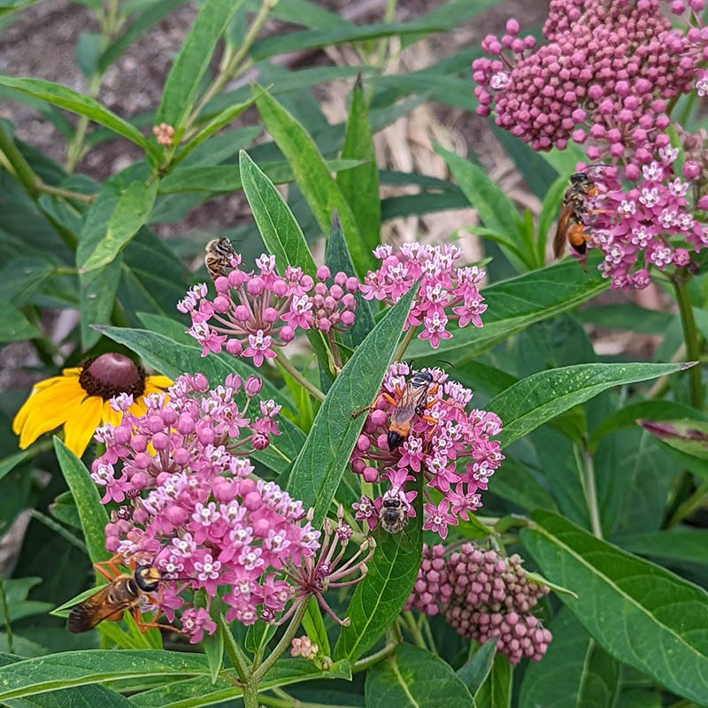 milkweed succulent Rose Milkweed, Asclepias incarnata