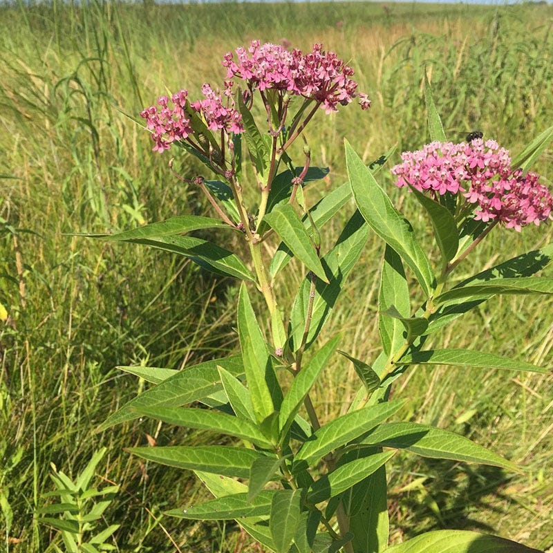 Rose Swamp Milkweed