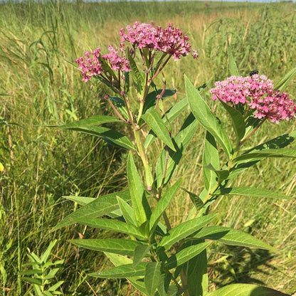 Rose Swamp Milkweed
