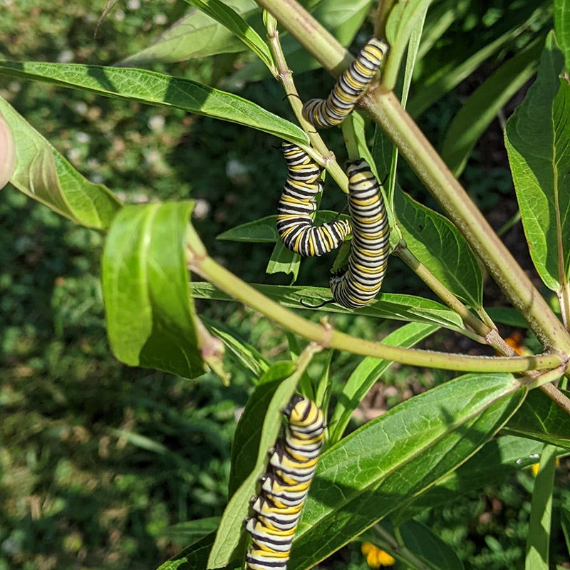 Rose Swamp Milkweed