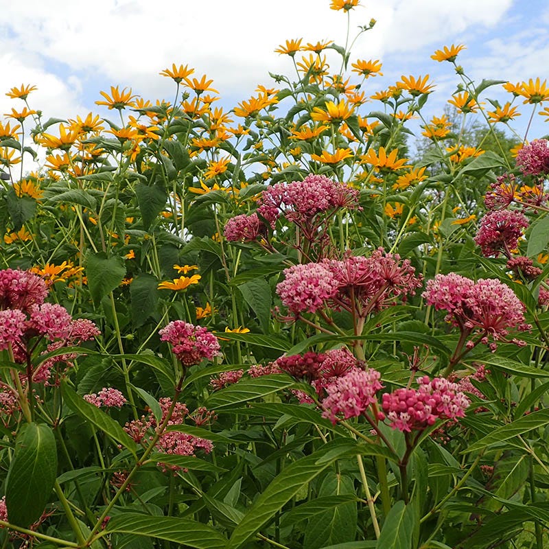 milkweed succulent Rose Milkweed, Asclepias incarnata
