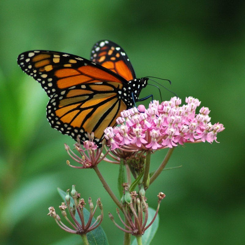 Swamp Milkweed Collection