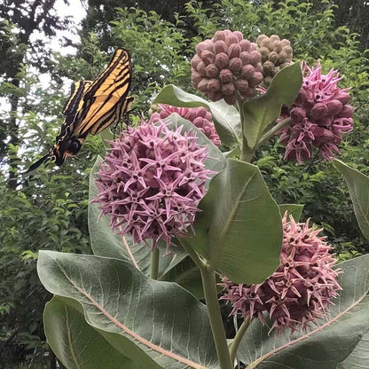 Showy Pink Milkweed
