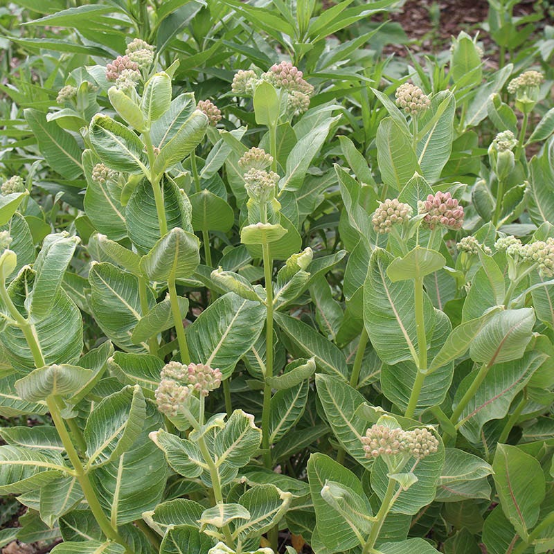 High Country Gardens Milkweed - Thumbnail 4