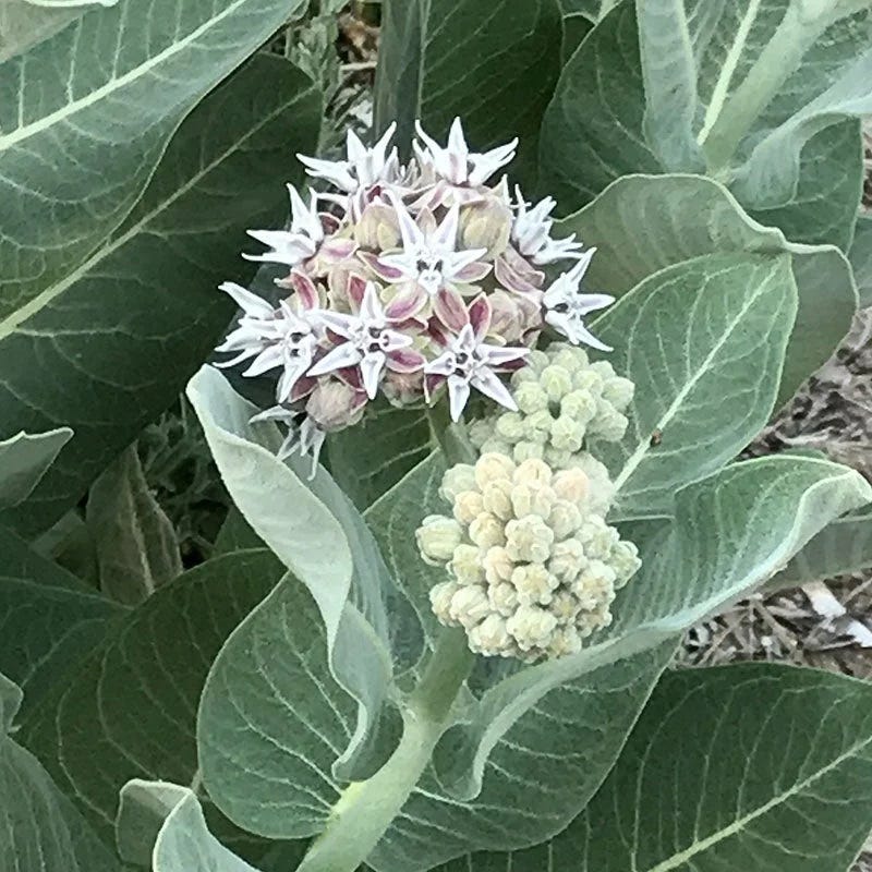 Butterfly & Bee Friendly Collection For The East & Midwest