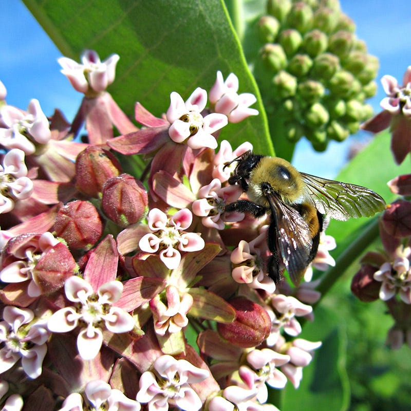 Common Milkweed