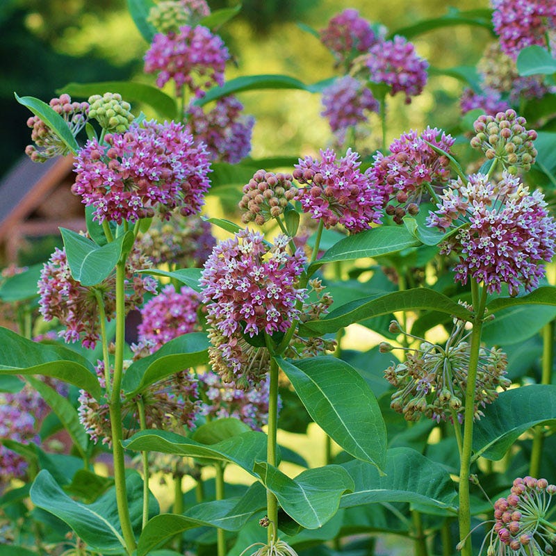 milkweed succulent Common Milkweed, Asclepias syriaca