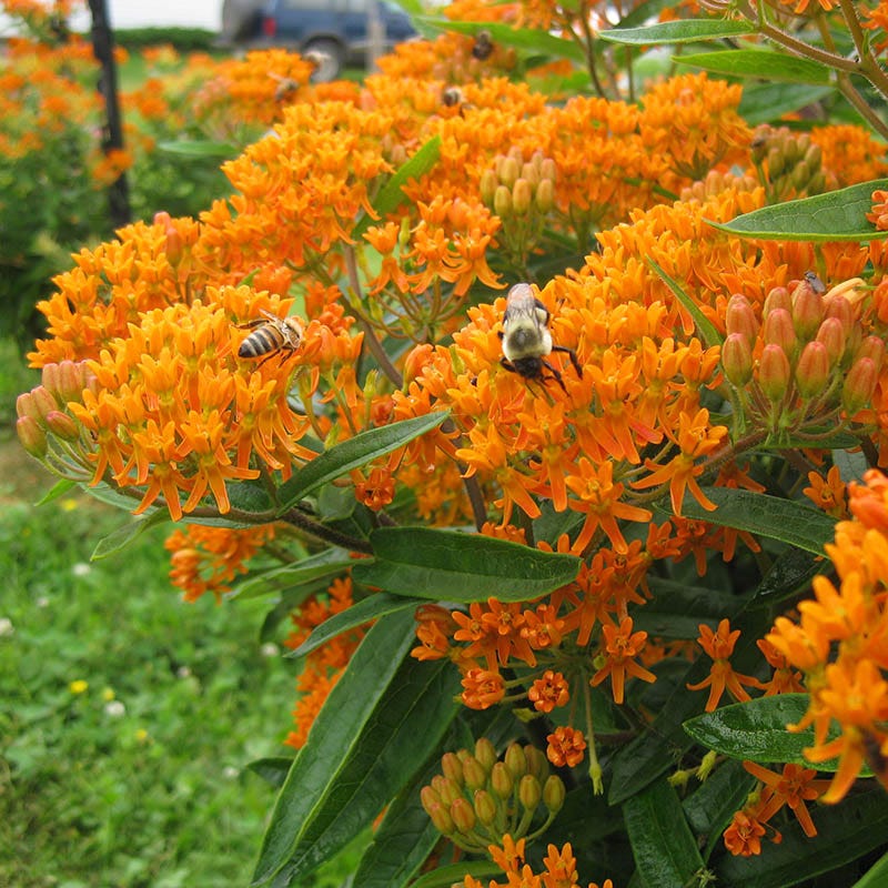 Butterfly Weed (Clay Form) - Thumbnail 4