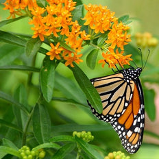Asclepias | Milkweed