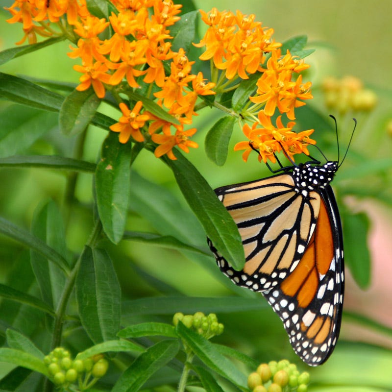 monarch butterfly wildflower seed mix Pollinator Wildflower Seed Mix
