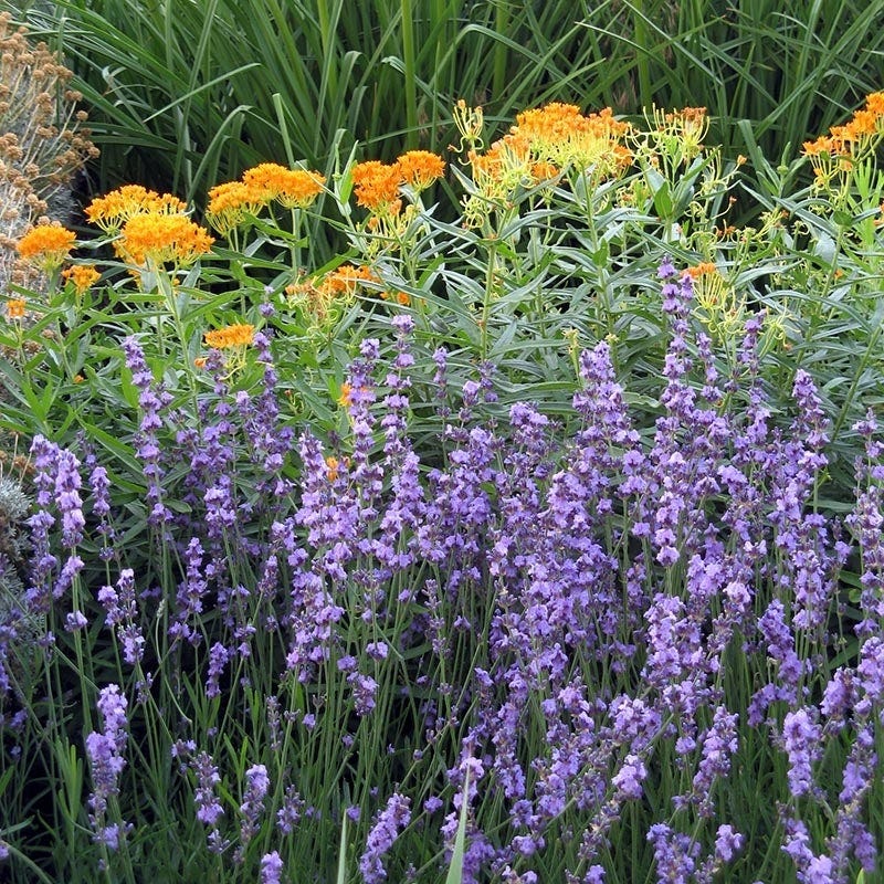 old english lavender plants for sale English Lavender- 5Lt Pot