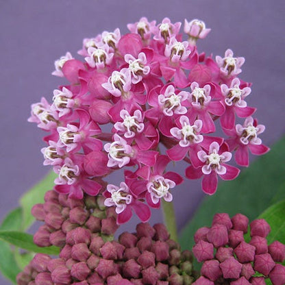 Swamp Milkweed Seeds