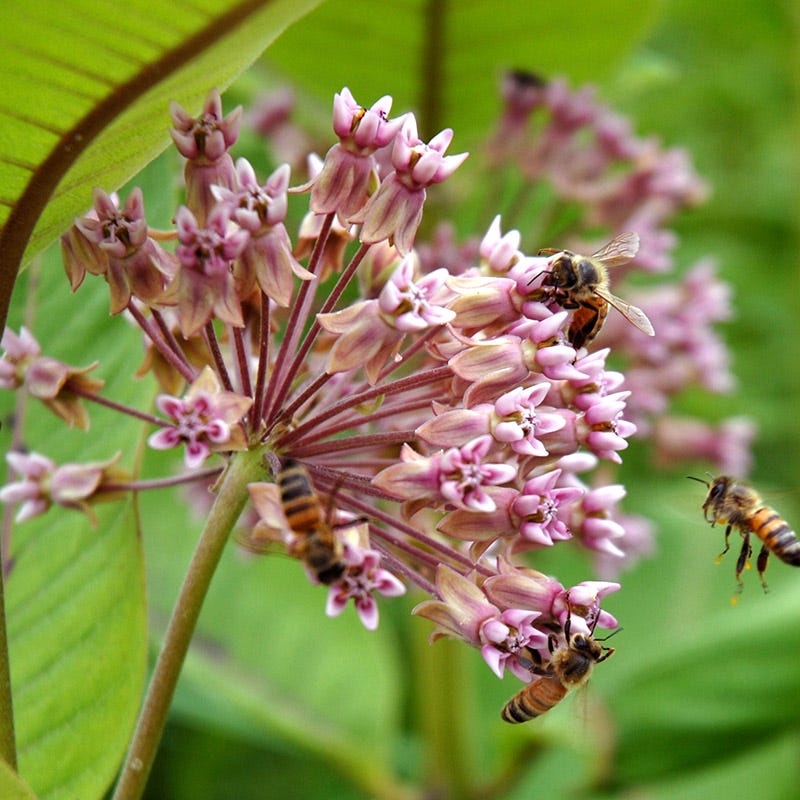 Monarch Magic Collection