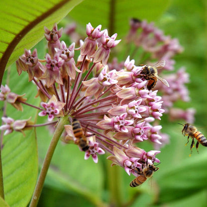 Monarch Magic Collection