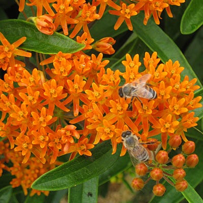 Butterfly Weed Seeds
