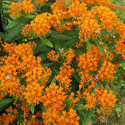 Butterfly Weed Seeds