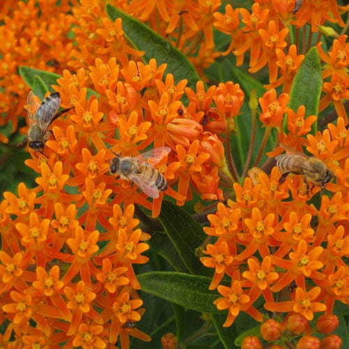 Butterfly Weed Seeds