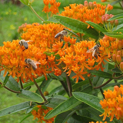 butterfly weed plant seed pods Butterfly Weed Seeds, Asclepias tuberosa