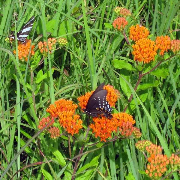 Butterfly Weed (Clay Form)