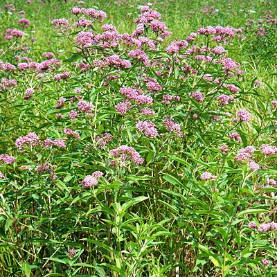 Swamp Milkweed Seeds