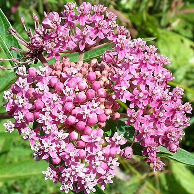 Swamp Milkweed Seeds, Asclepias incarnata