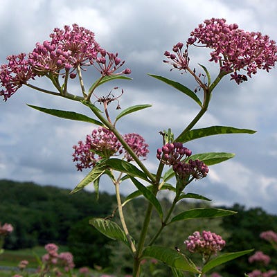 Swamp Milkweed Seeds
