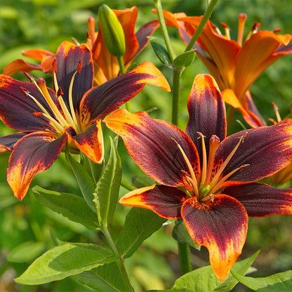 red and orange asiatic lily Forever Susan Asiatic Lily, Lilium