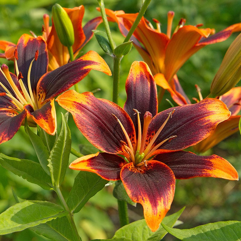 Rainforest Retreat Bulb Collection