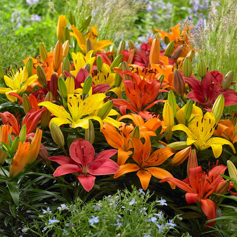 sunset asiatic lily Evening Sunset Lily Bulb Collection