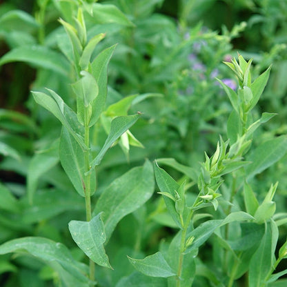Bluebird Smooth Aster
