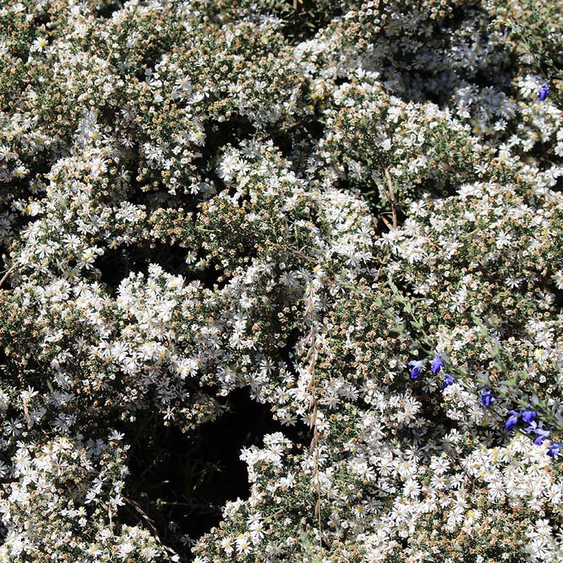 First Snow Heath Aster