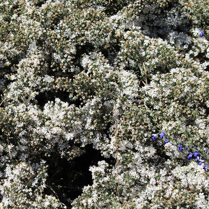 First Snow Heath Aster