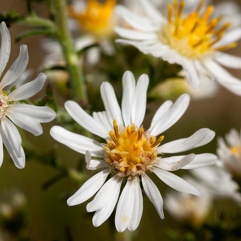 First Snow Heath Aster