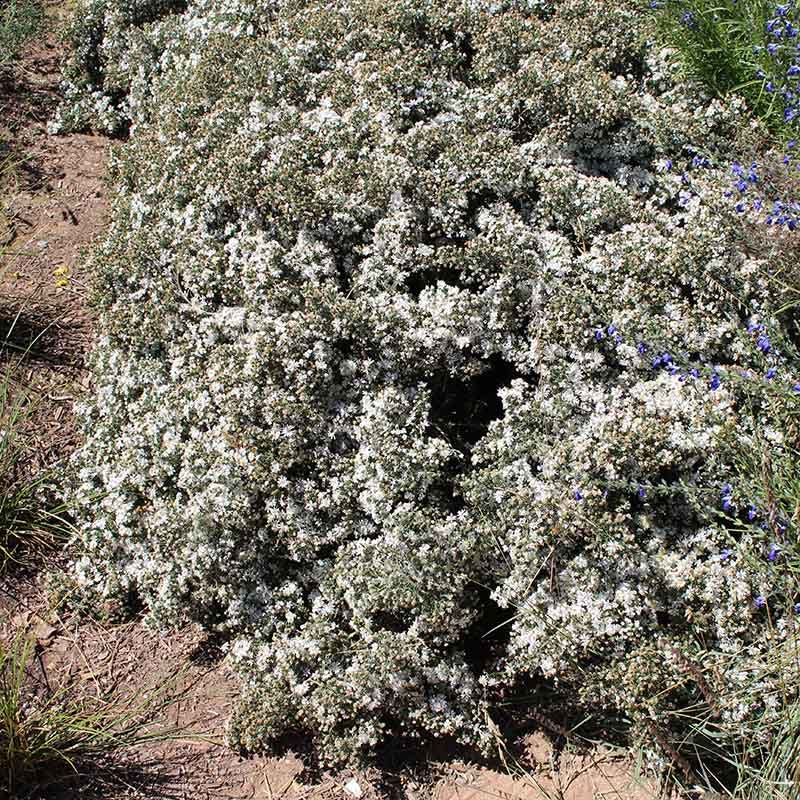 First Snow Heath Aster
