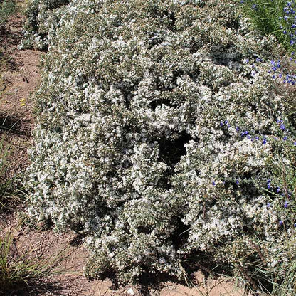 First Snow Heath Aster