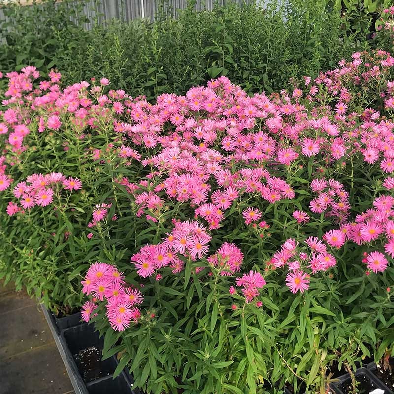 Honeysong Pink New England Aster