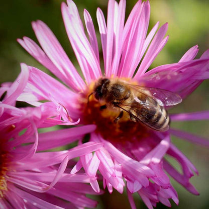 Honeysong Pink New England Aster