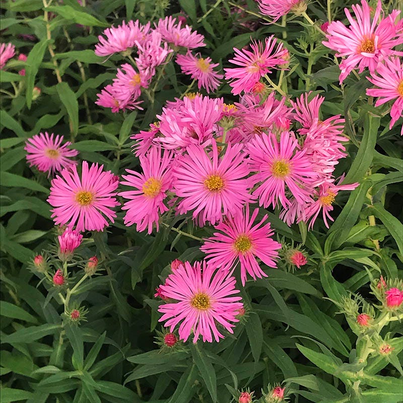 Honeysong Pink New England Aster