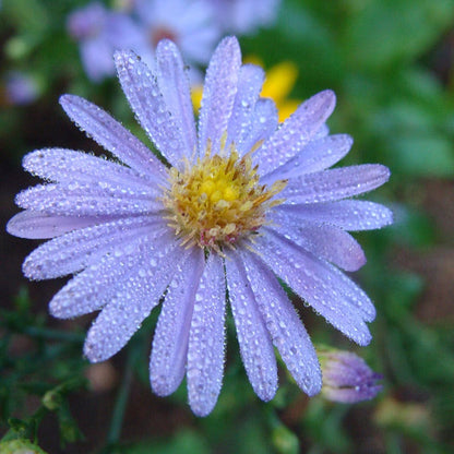 Monarch Magic Collection