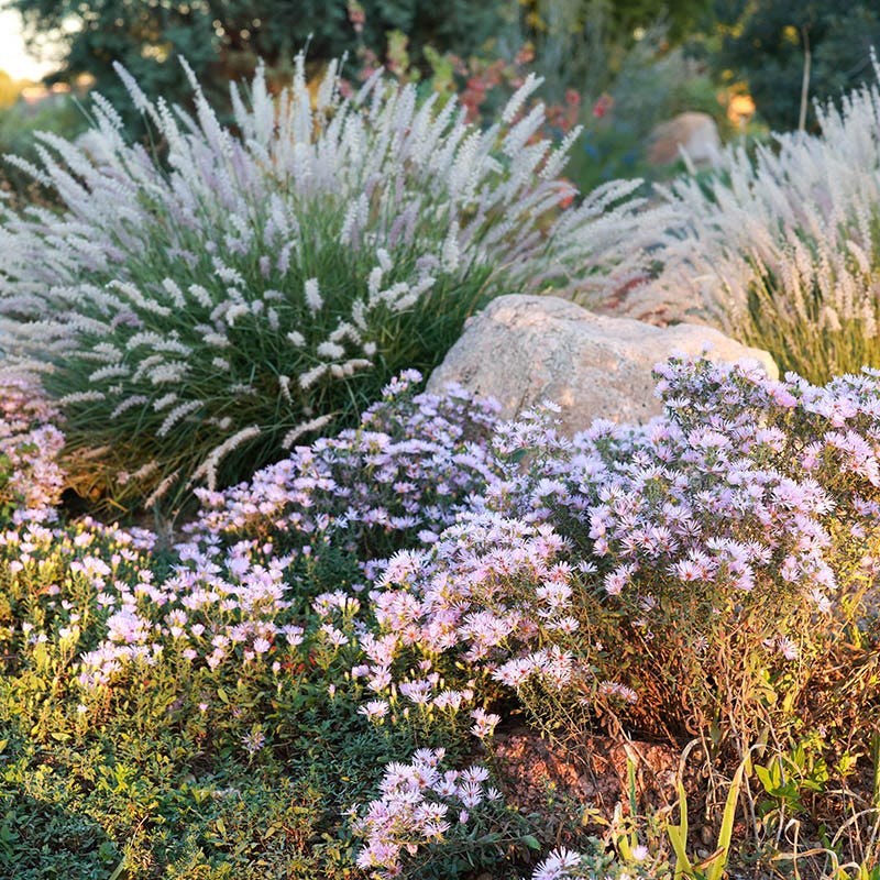 Dream of Beauty Aromatic Aster