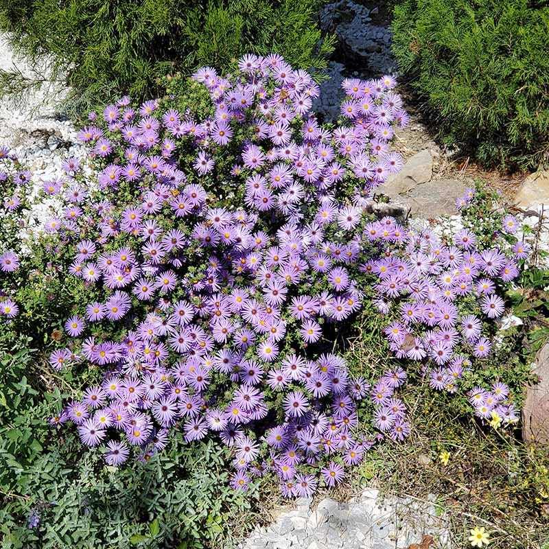 Raydon's Favorite Aromatic Aster
