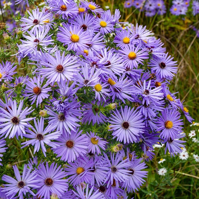 Raydon's Favorite Aromatic Aster