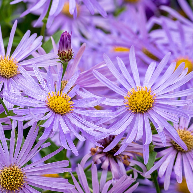 Monch Frikart's Aster | High Country Gardens