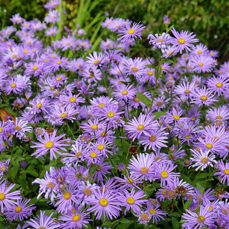 High Country Gardens Aster x frikartii Monch - Thumbnail 4